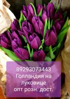 Лот: 9050531. Фото: 8. Тюльпаны опт розница Красноярск...