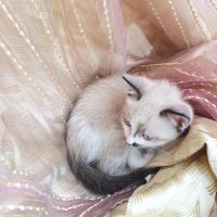 Лот: 6847679. Фото: 2. Отдаём кошечку. Животные и уход