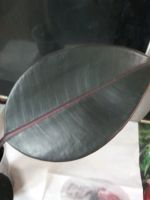Лот: 14978306. Фото: 3. Чёрнный принц ! фикус!. Растения и животные