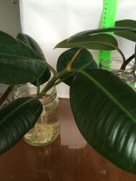 Лот: 25885649. Фото: 5. Фикус, крупные проросшие отростки...