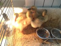Лот: 16283700. Фото: 4. Инкубатор с птицей (4цыпленка... Красноярск