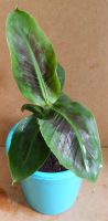 Лот: 2855814. Фото: 7. Карликовый банан (Dwarf Cavendish...