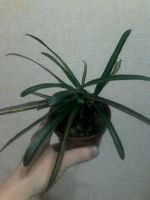 Лот: 11046209. Фото: 2. Кротон. Комнатные растения и уход