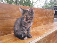 Лот: 1857162. Фото: 2. Отдам хорошего котенка!!!. Животные и уход
