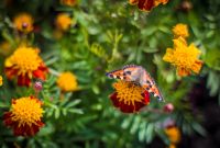 Лот: 4325402. Фото: 4. Портретник 55mm 1.2 G.Zuiko под...