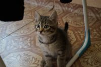 Лот: 7299804. Фото: 6. Очаровательный котёнок!!!