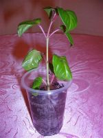 Лот: 810796. Фото: 2. фуксия лиза_( lisa ). Комнатные растения и уход