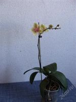 Лот: 1217832. Фото: 3. орхидея фаленопсис, зацвёл. Растения и животные