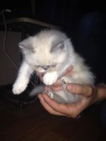 Лот: 7352519. Фото: 3. Продам котенка персидская экзот... Растения и животные