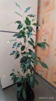 Лот: 13997904. Фото: 3. Фикус Бенджамина... Растения и животные