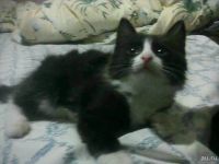 Лот: 10868265. Фото: 2. Котенок (мальчик), 2-2,5месяца. Животные и уход