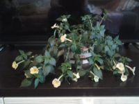Лот: 10604303. Фото: 5. Achimenantha Himalayan Sunrise...
