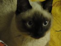 Лот: 2277234. Фото: 3. Тайские котята. Растения и животные