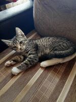 Лот: 23302790. Фото: 2. котята отдам. Животные и уход