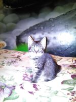 Лот: 6878825. Фото: 6. полосатое чудо