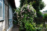 Лот: 17810344. Фото: 2. Калистегия махровая. Семена, рассада, садовые растения