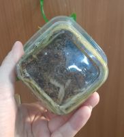 Лот: 17507122. Фото: 4. Орхидея ваниль. Красноярск