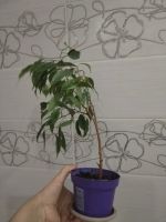 Лот: 25888977. Фото: 3. Фикус Бенджамин. Растения и животные