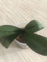 Лот: 13620376. Фото: 2. Орхидея фиолетовая. Комнатные растения и уход