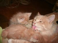 Лот: 2140085. Фото: 2. Котята курильского бобтейла 1... Животные и уход