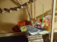 Лот: 8201286. Фото: 3. Корелла Мальчик. Растения и животные