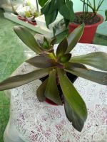 Лот: 11845458. Фото: 2. Graptoveria x Fred Ives Граптоверия... Комнатные растения и уход