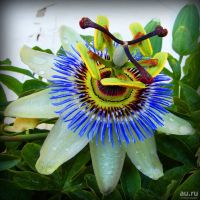 Лот: 8540798. Фото: 2. Пассифлора голубая (Passiflora... Семена, рассада, садовые растения