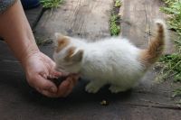 Лот: 3173854. Фото: 2. Котёнок. Животные и уход
