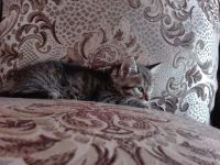 Лот: 8266976. Фото: 2. Котенок воспитанный омоновской... Животные и уход