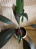 Лот: 9779538. Фото: 5. Кордилина 1