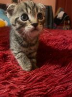 Лот: 24613146. Фото: 4. Котята. Красноярск