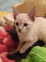 Лот: 8229848. Фото: 7. Отдам в надежные руки самых лучших...