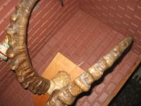 Лот: 11155524. Фото: 3. Рога козерога на медальоне. Коллекционирование, моделизм