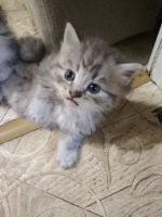 Лот: 12573948. Фото: 5. Котик Британец