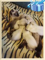 Лот: 9536291. Фото: 3. Сиамские котята 1,5 месяца (даром... Растения и животные