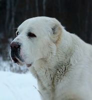 Лот: 7328933. Фото: 7. Щенки