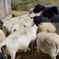 Лот: 16038556. Фото: 6. Племенные овцы Дорпер (Скот из...