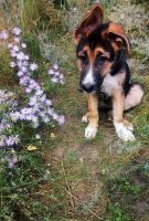 Лот: 14939775. Фото: 3. Щенок Алабая и Немца. Растения и животные