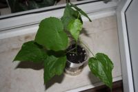 Лот: 4350388. Фото: 4. Абутилон Бэлла красный. Красноярск