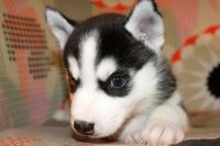 Лот: 8126436. Фото: 3. Сибирской Хаски. Срочная продажа... Растения и животные