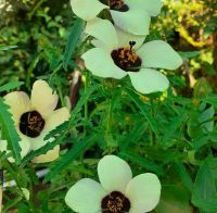 Лот: 18407787. Фото: 5. Кенаф.Гибискус тройчатый.семена