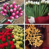 Лот: 10909045. Фото: 2. Мимоза Абхазия опт тюльпаны. Цветы, букеты