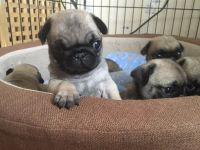 Лот: 8039734. Фото: 5. Шикарные щенки мопса в Красноярске...