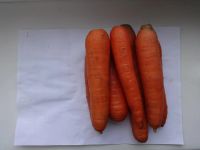 Лот: 5281260. Фото: 2. Морковь свежая. Продукты
