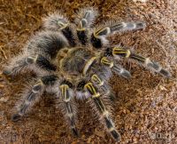 Лот: 18488469. Фото: 2. Паук птицеед Grammostola aureostriata... Животные и уход