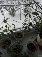 Лот: 13138905. Фото: 5. Цветок фуксия сортовая