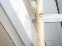Лот: 8077994. Фото: 6. Лимон Меера плодоносящий взрослый...