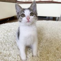 Лот: 16283939. Фото: 2. Котёнок ищет. Животные и уход