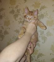 Лот: 18351670. Фото: 7. Котята ищут дом