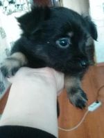 Лот: 8684917. Фото: 4. отдам щенков,от небольшой собачки...